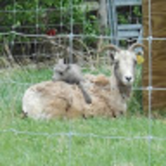 Meet your Posher, Brandi - Picture 1 of 1